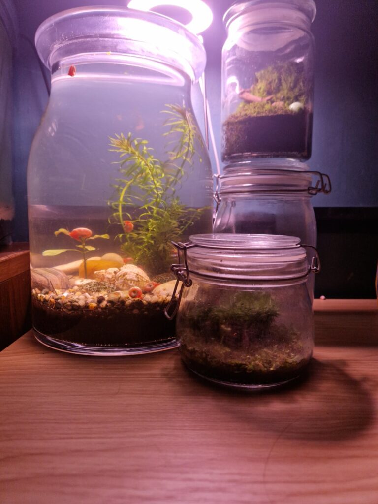 I'm addicted (all from things I foraged)