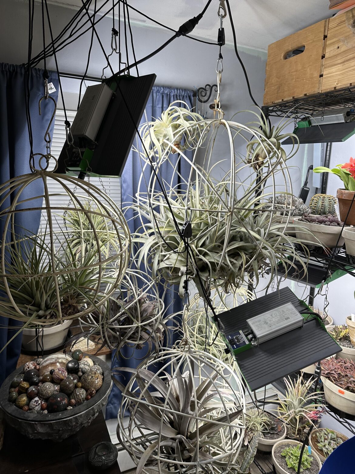 Tillandsia over the winter