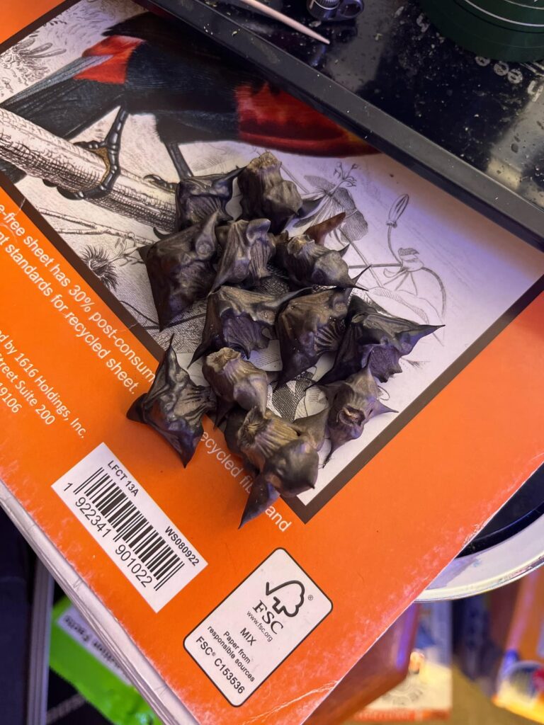 Weird nut seed thing I found