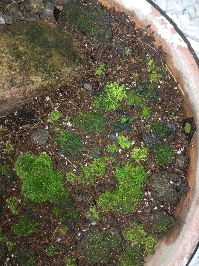 Look at this mossarium😍😅