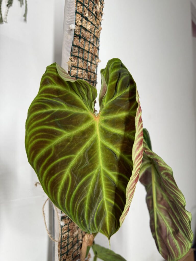 New Verrucosum leaf unfurling is too sexy