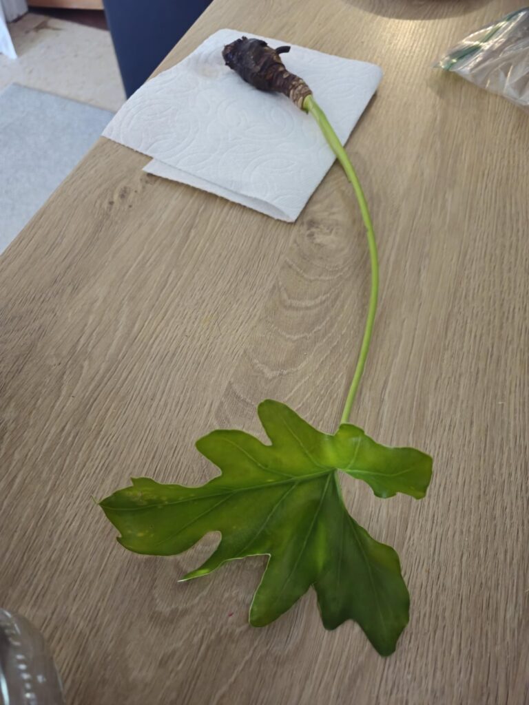 Can this be rooted?