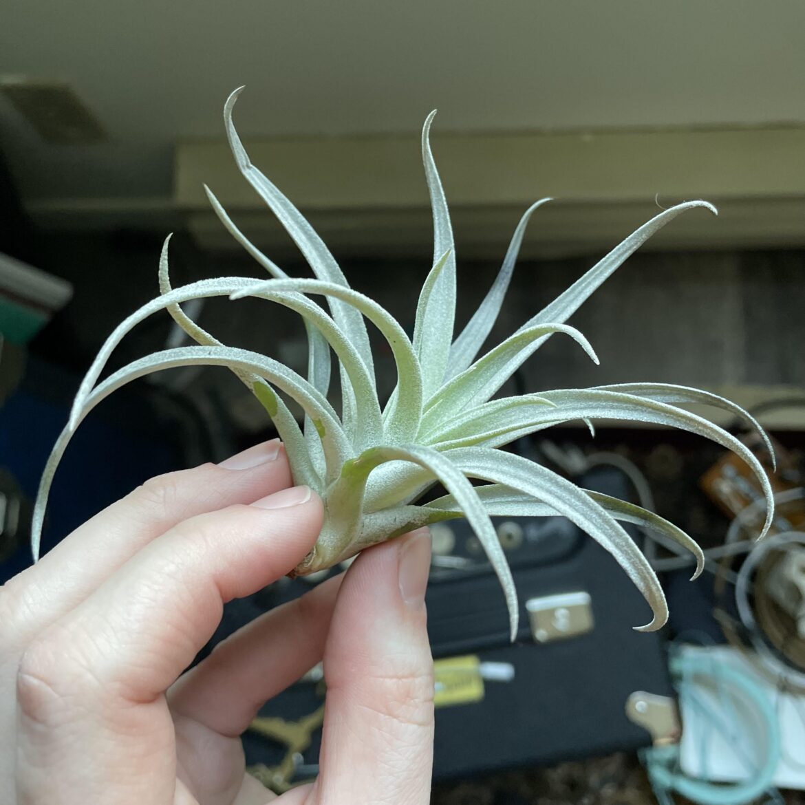 Got this fella last month and still can’t figure out the species. Help me ID please!