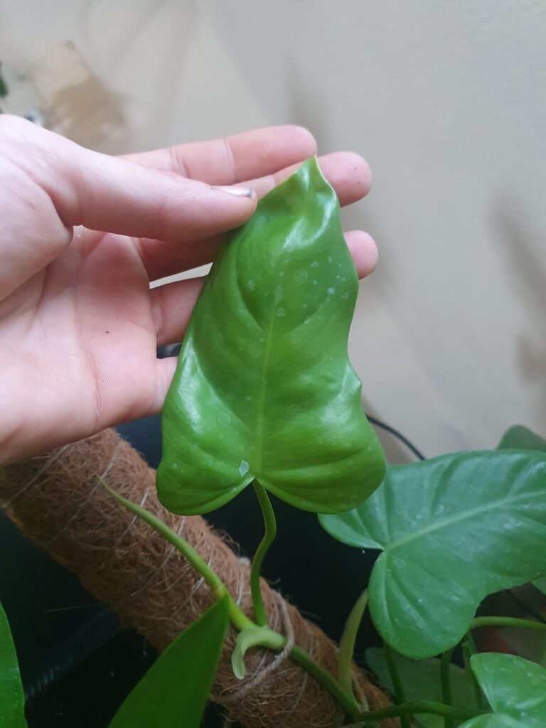 Please help me identify this young philo.