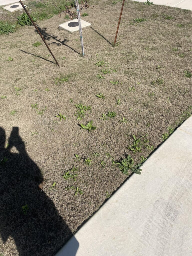 Which spring fertilizer and weed killer to use in central Texas zone 9b Bermuda lawn?