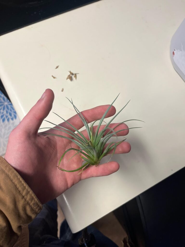 Are these seeds and can I use them?