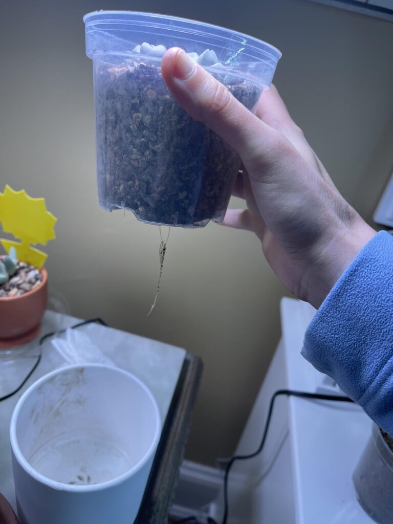Lapidaries margaretae roots growing out of pot Lapidaries margaretae roots growing out of pot