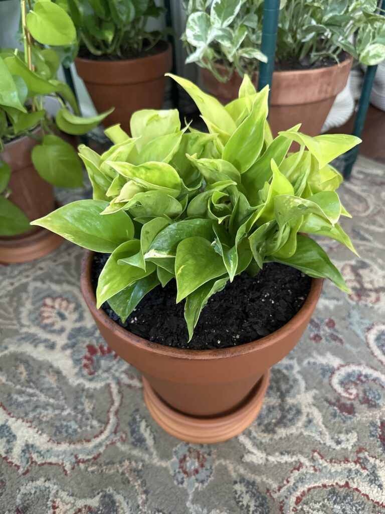 Champs-elysees Pothos