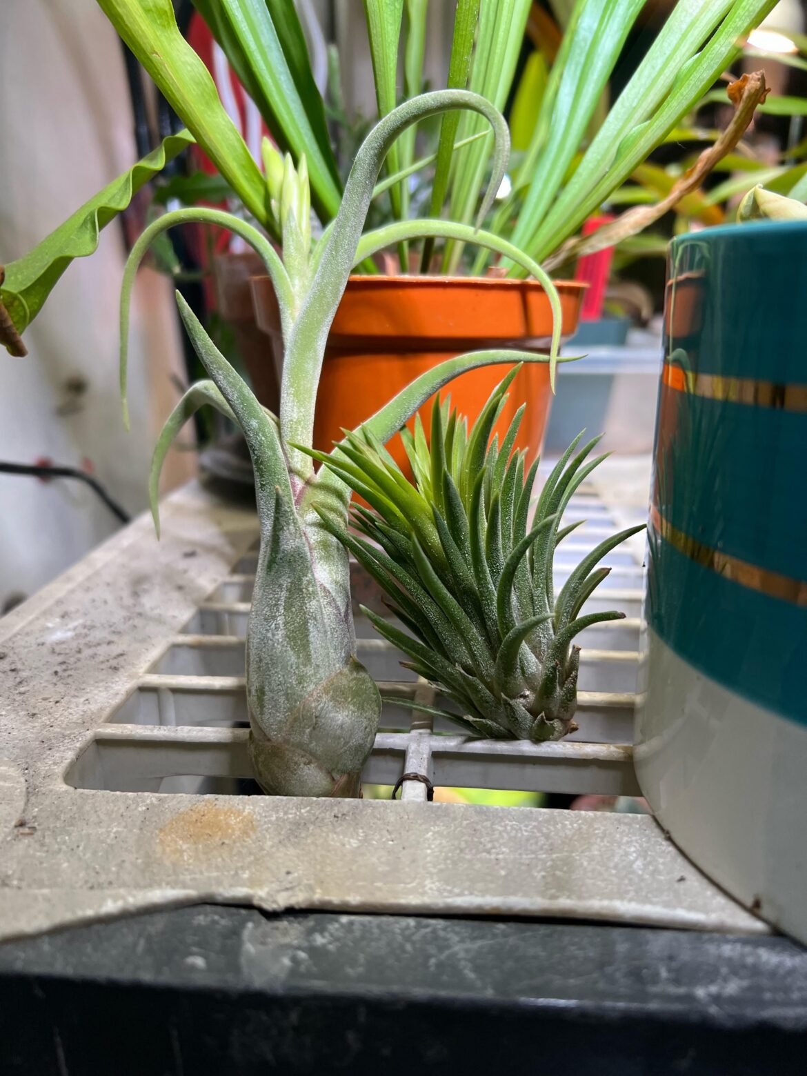 Hiding my new plants