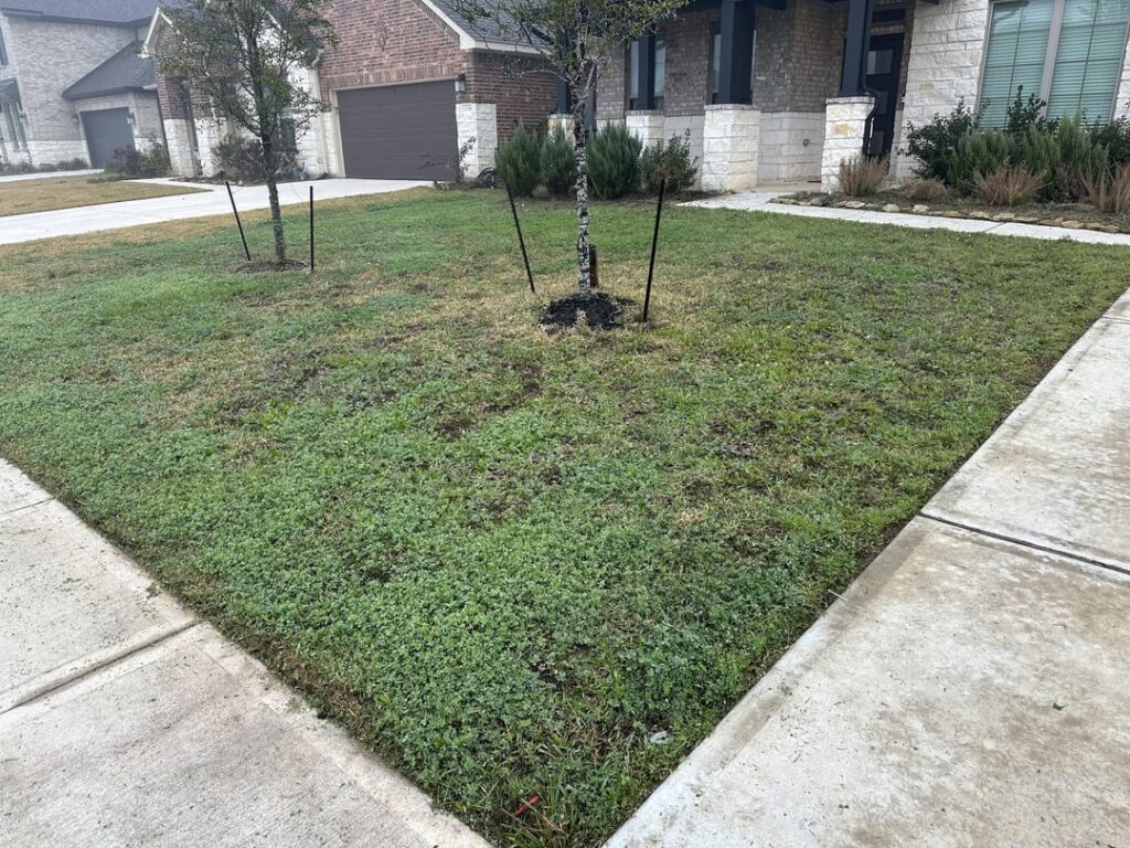 Just looking for some general advice. Lawn was ravaged by the Texas heat wave in Summer 2023 and has never recovered. Just looking for some general advice. Lawn was ravaged by the Texas heat wave in Summer 2023 and has never recovered.