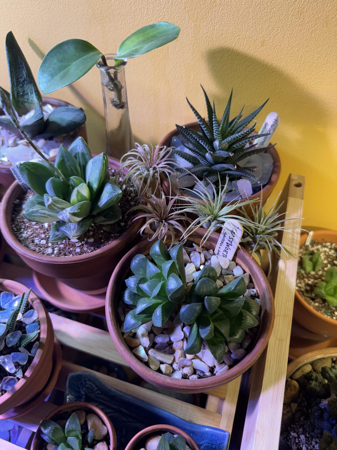 New Tillandsia (?) squad New Tillandsia (?) squad