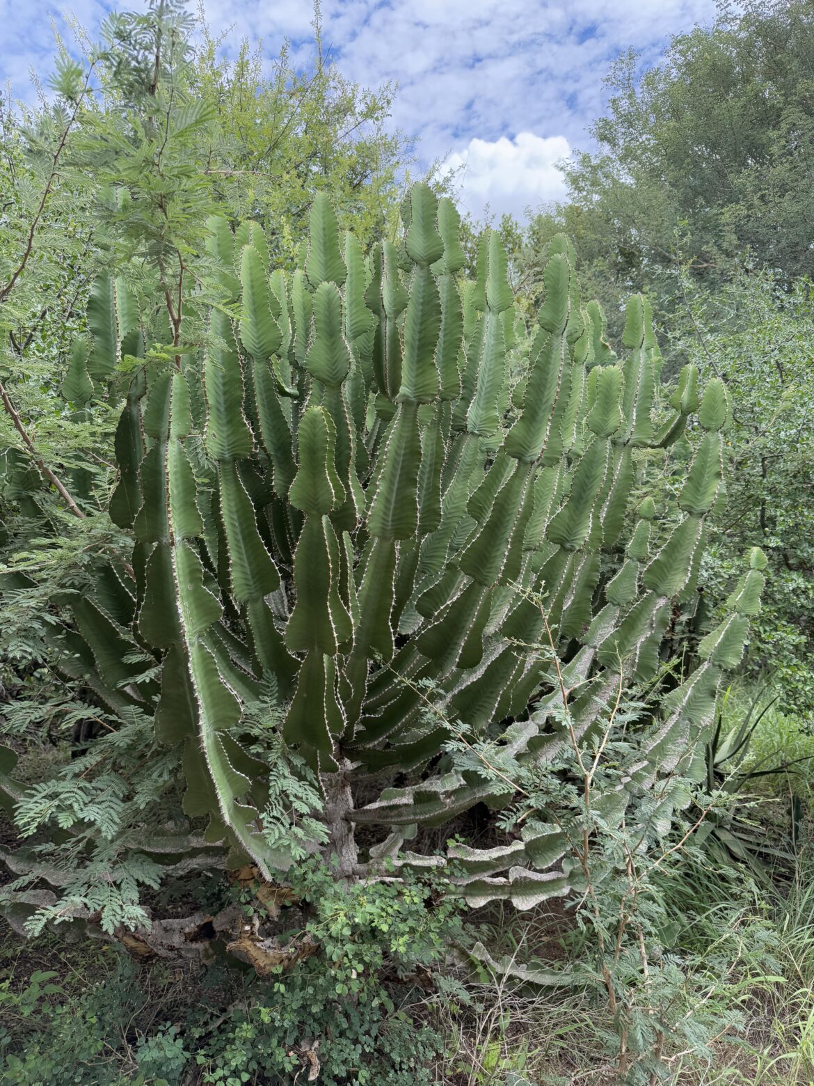 thorny cactus like succulent in south africa