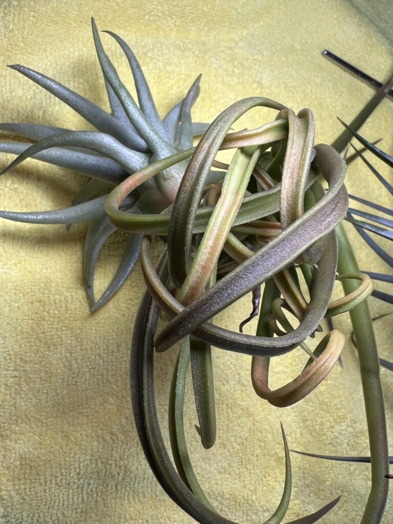 Orange in places when wet