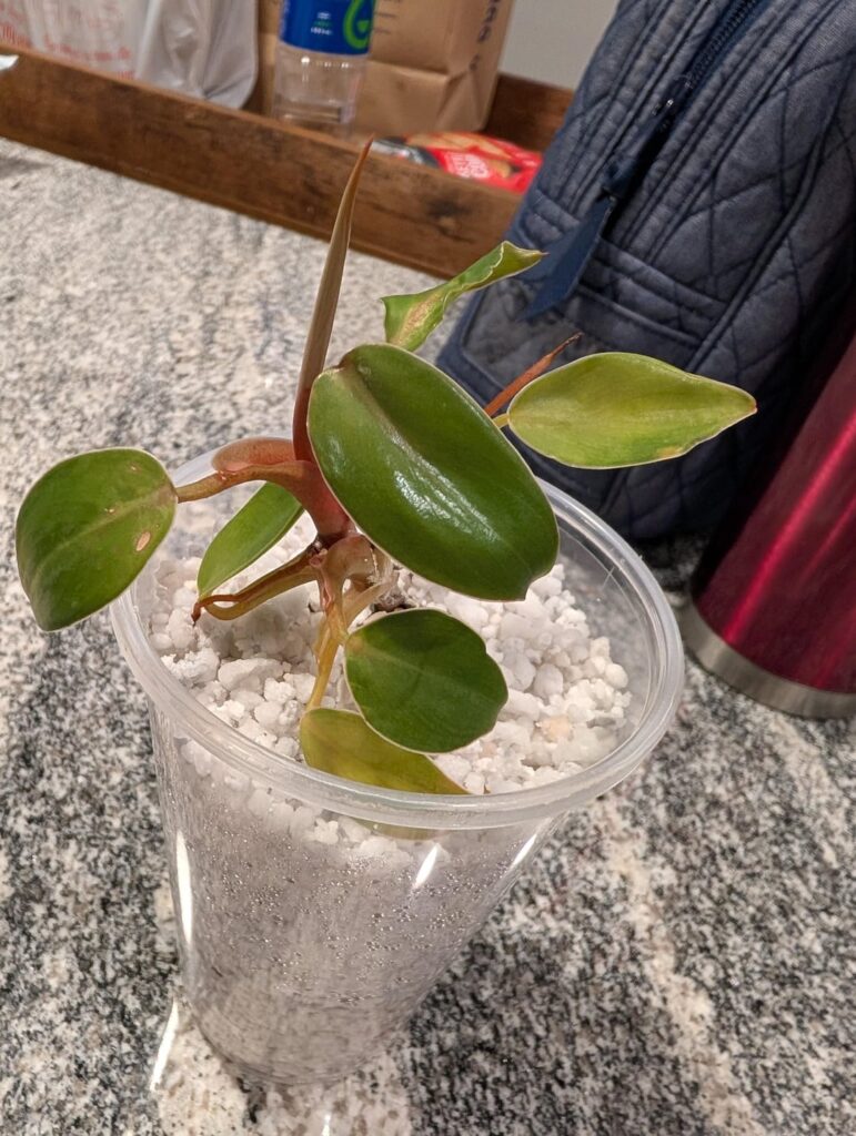 Repotting my guy Repotting my guy