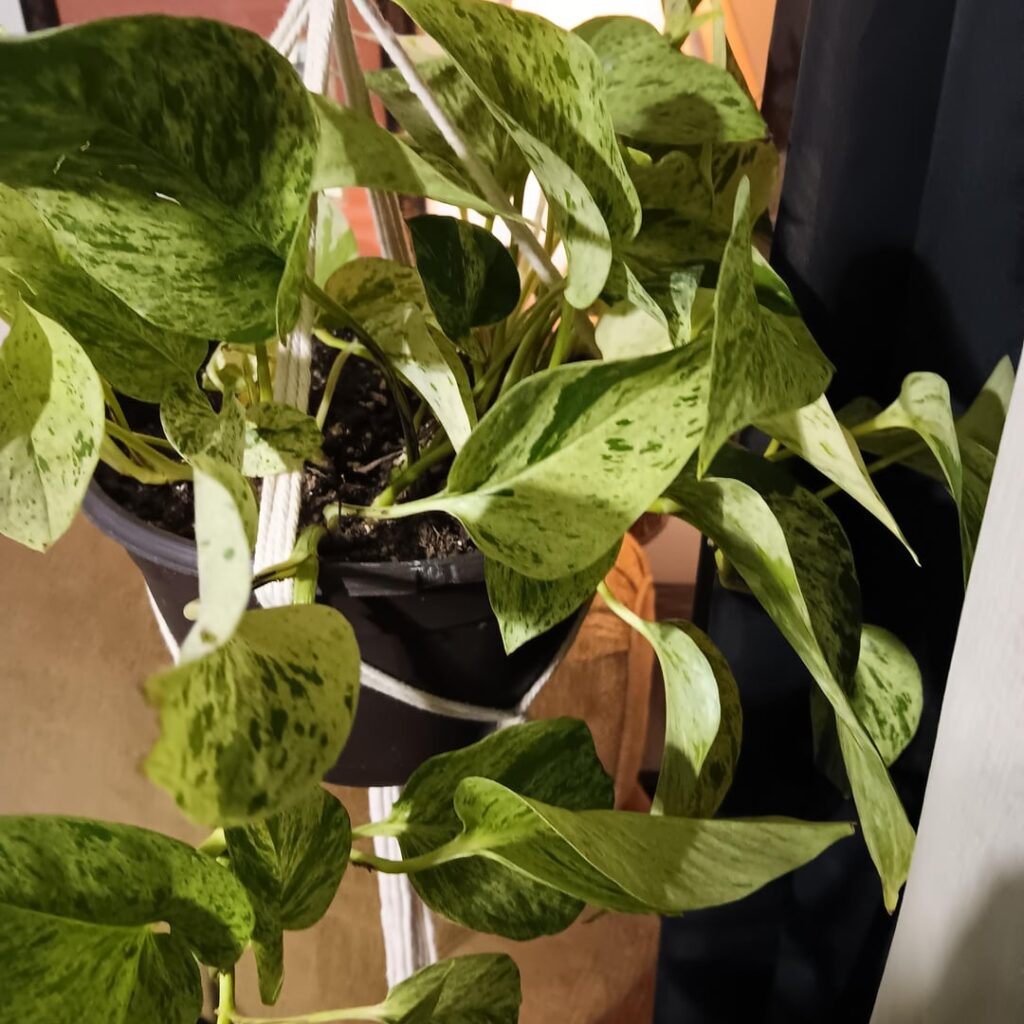 Please enjoy my pothos collection.