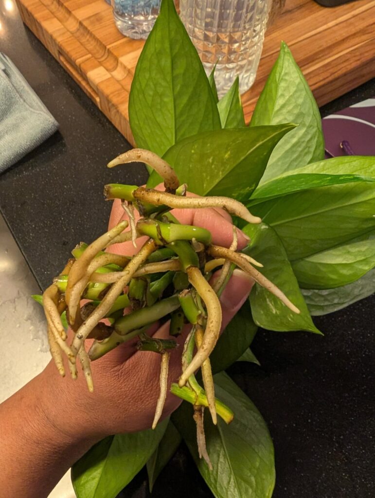 Guys 🥹 look at these roots!