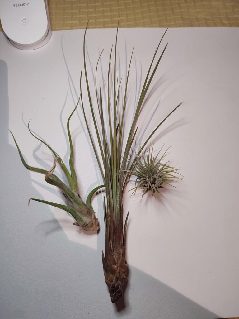 My first air plants! I got them from Rona (hardware store) for $7 CAD each. What kind of initial care should I give them? And what are they?