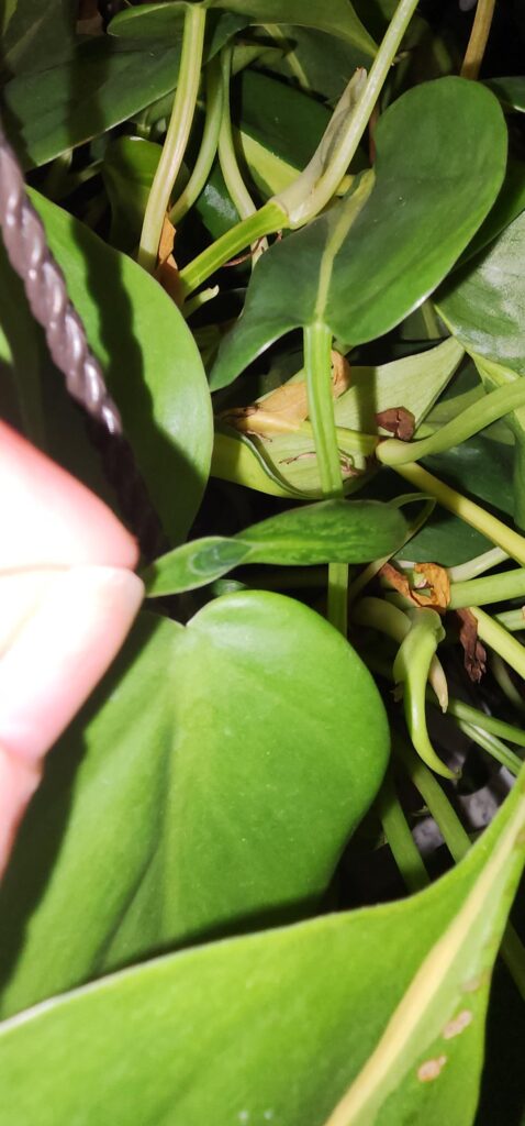 Brazil grew a pitcher???