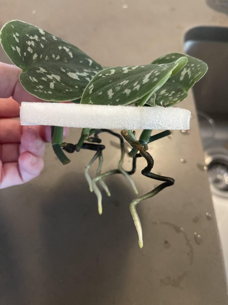 Are the roots rotting? Are the roots rotting?