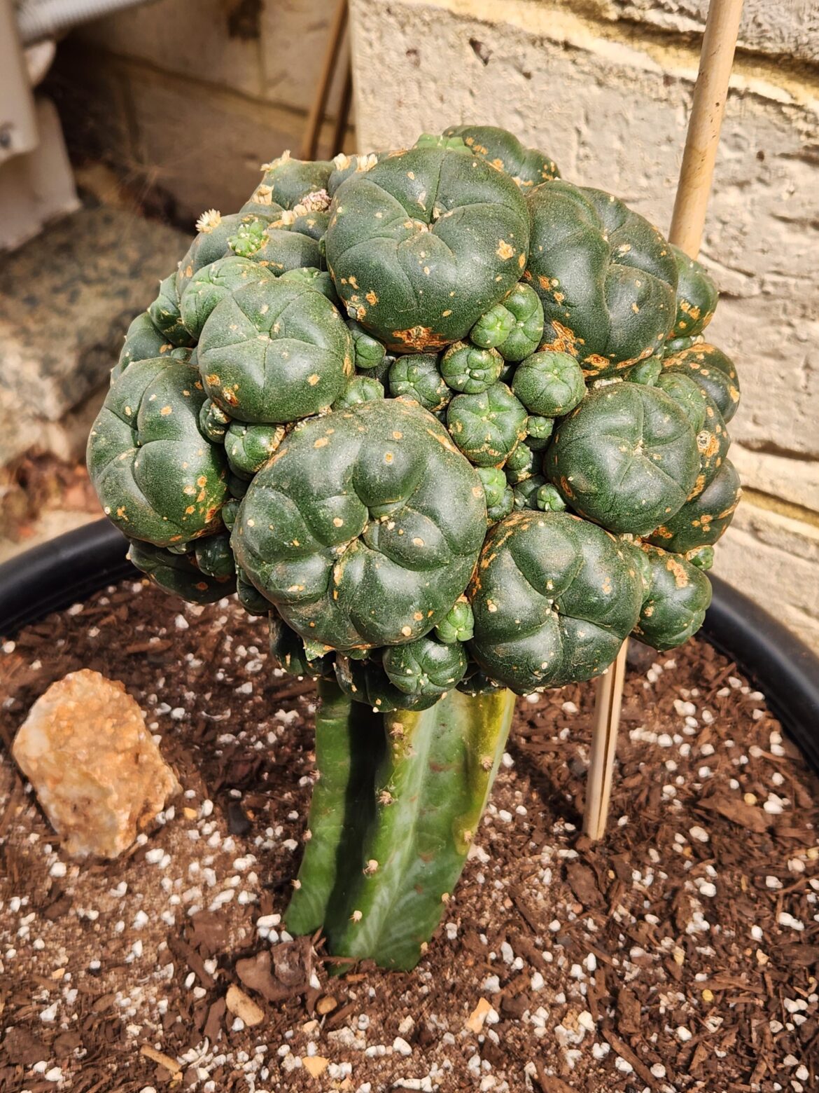 If I cut off a button from this graft will it grow it's own roots?