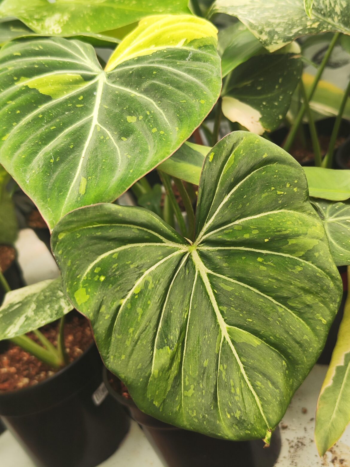 Variegation starting to look a bit meh. Has anyone had any joy cutting these?