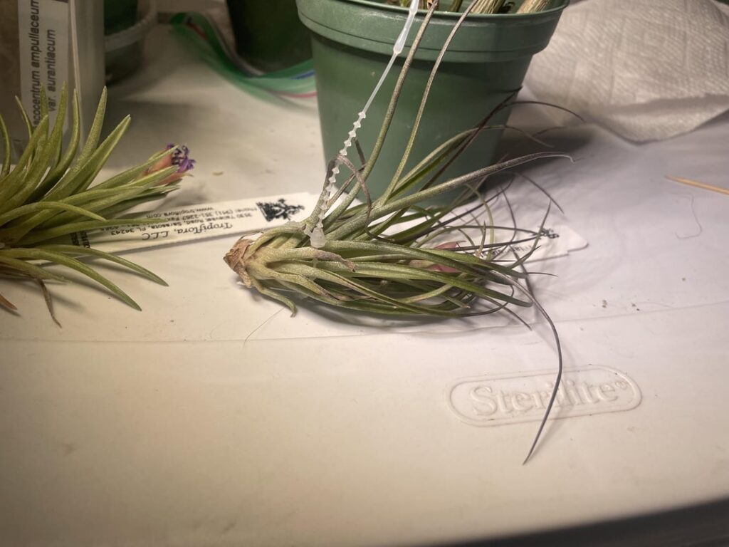 Do my species tillandsia look okay? Do my species tillandsia look okay?