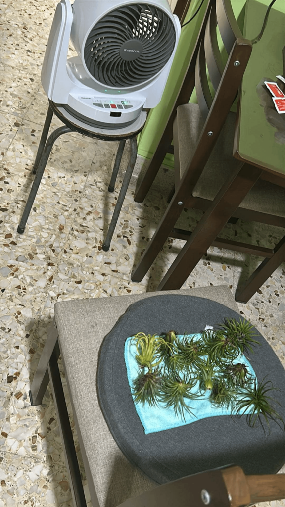 Airplants drying on their bath towel (no guests allowed to sit on the chair)