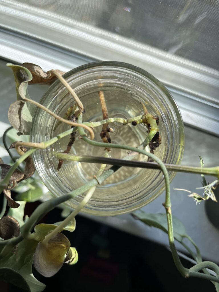 What am I doing wrong? Props never root.