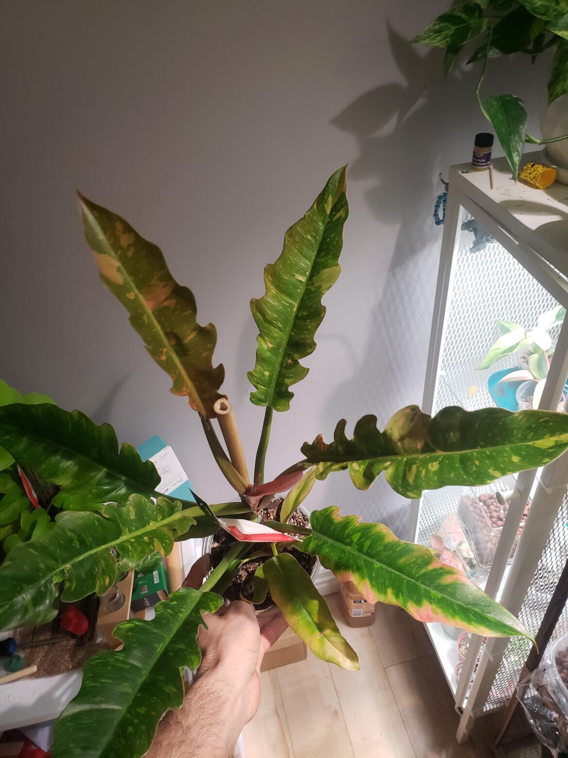 Ring of fire variegation Ring of fire variegation