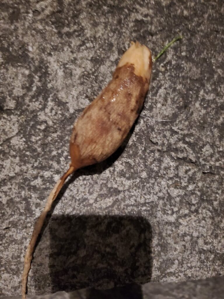 Found on lawn in BC, Canada. What are these?