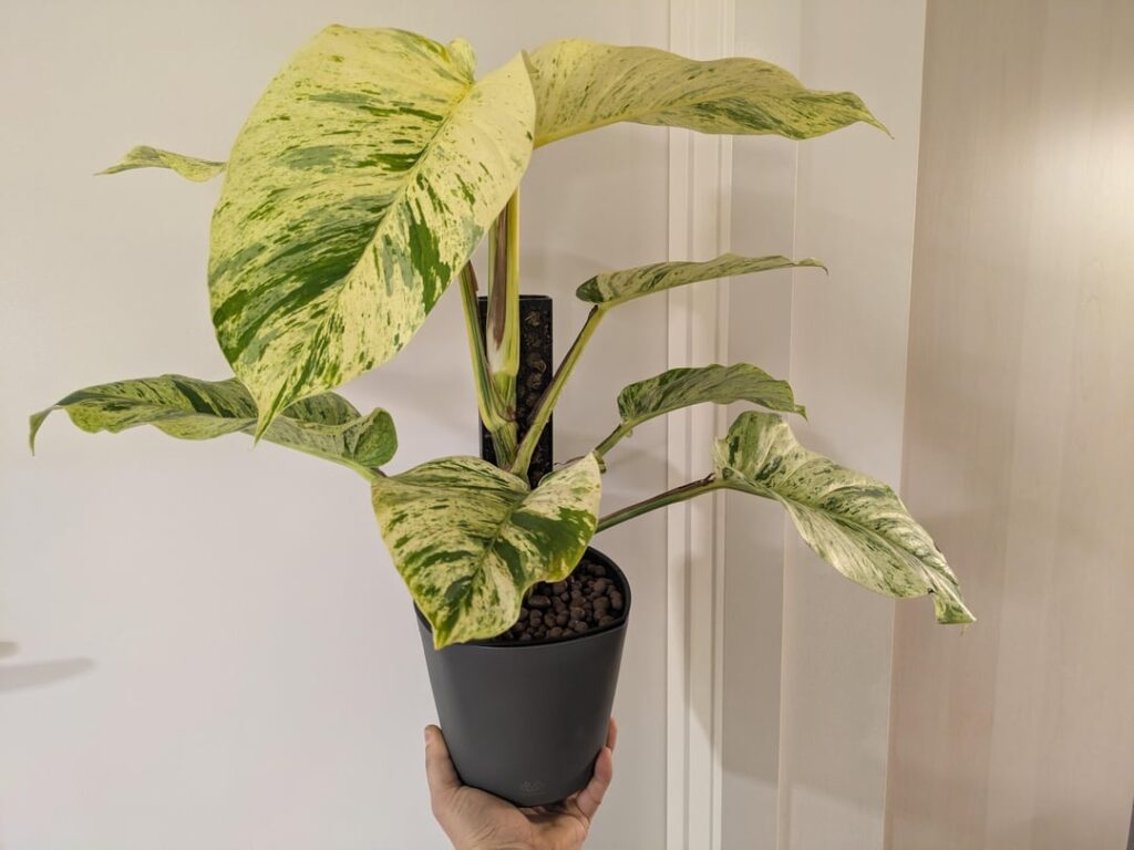 Marble Queen Semi Hydro