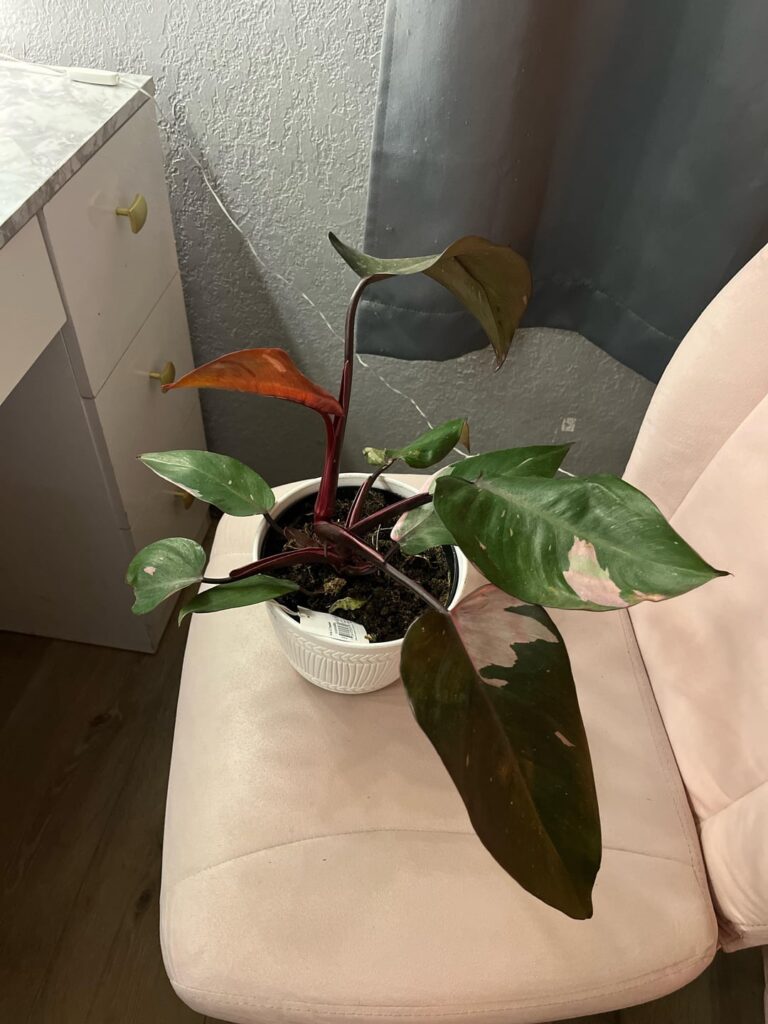 Bought this PPP from HomeDepot. Any tips for more variegation?