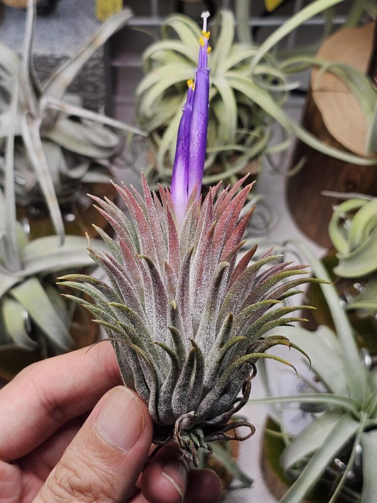 Almost missed the bloom of this little one