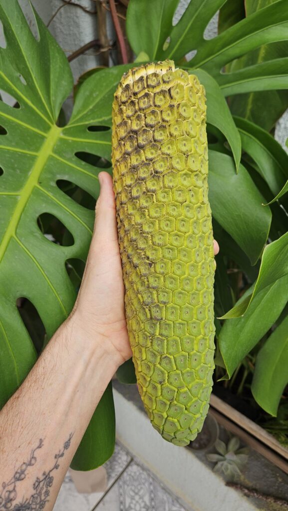 I got this yummy fruit from the Monstera, and now I know why it's DELICIOSA