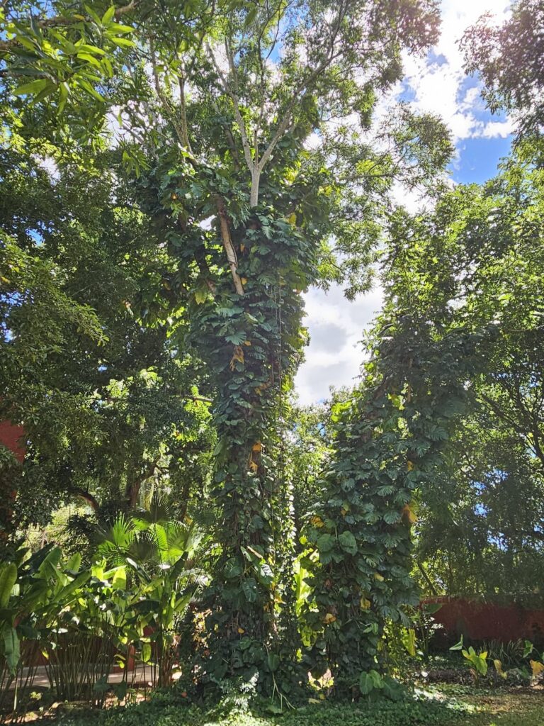 One of my favorite parts of my trip to Mexico was seeing our fancy house plants growing like massive weeds everywhere!
