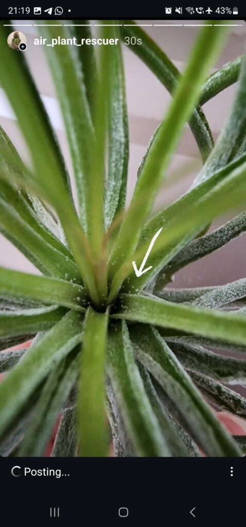 Spidermites! I've tried soaking the airplants overnight, washing with sulphur soap, dripping neem oil (bad idea!) Any other solutions besides using abamectin? I have dogs at home and try not to use toxic chemicals
