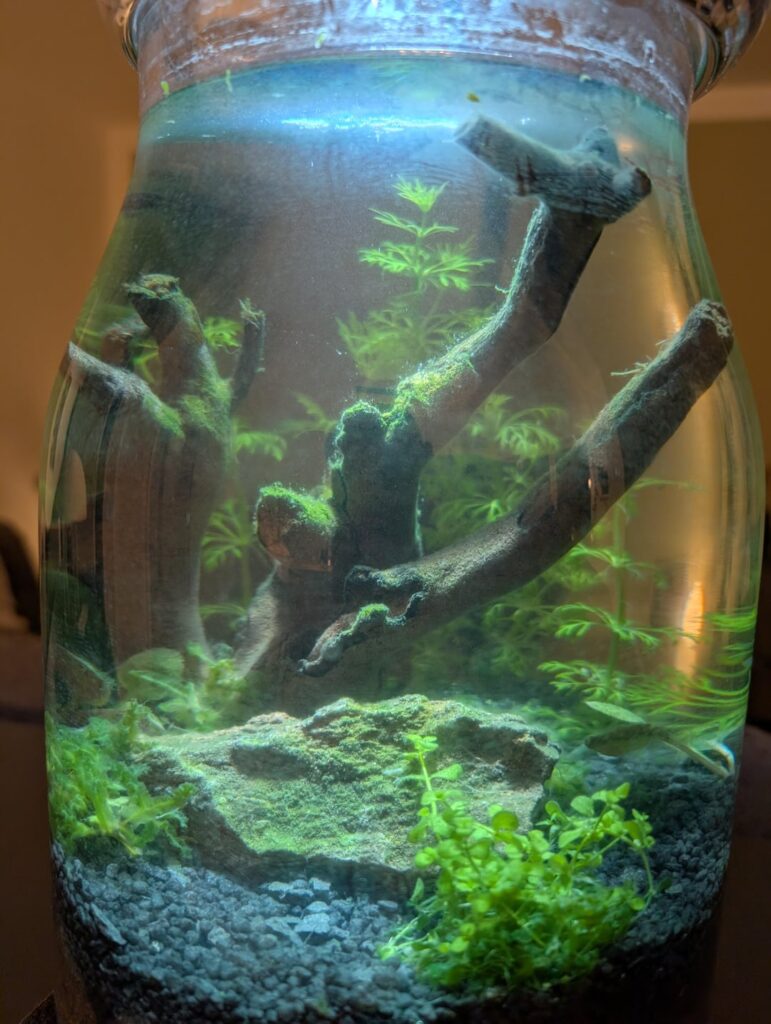 Hey Guys, I started this Jar around 3 weeks ago. Many of my plants arent doing well, there is some white film over them. What can be done here?