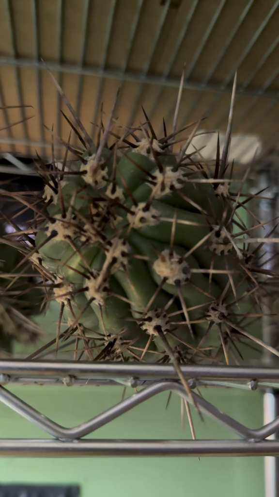 Answer to “what are these strange marks on my cactus” Answer to “what are these strange marks on my cactus”