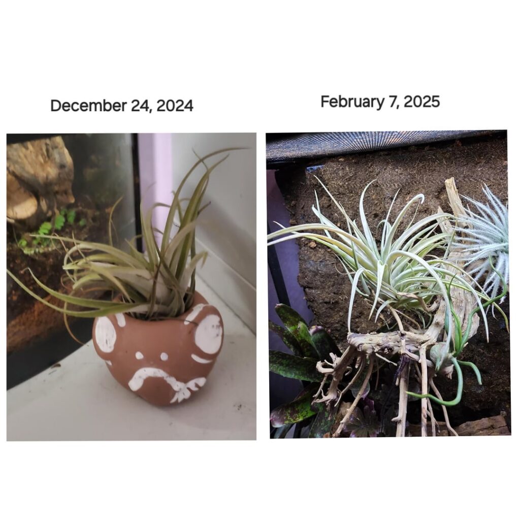 December 24, 2024 – February 7, 2025 December 24, 2024 - February 7, 2025