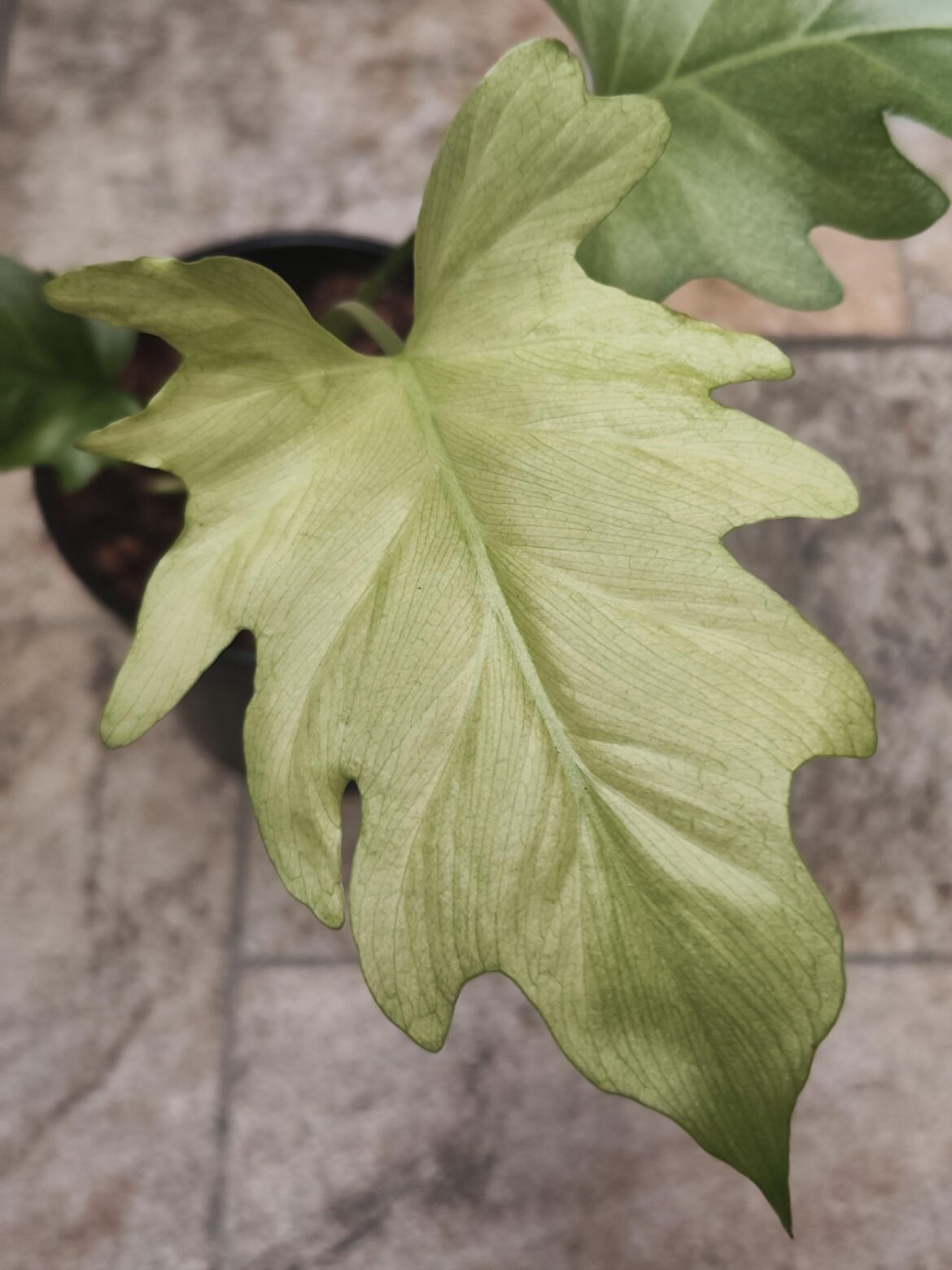 Warscewiczii Mint just starting to wake up.