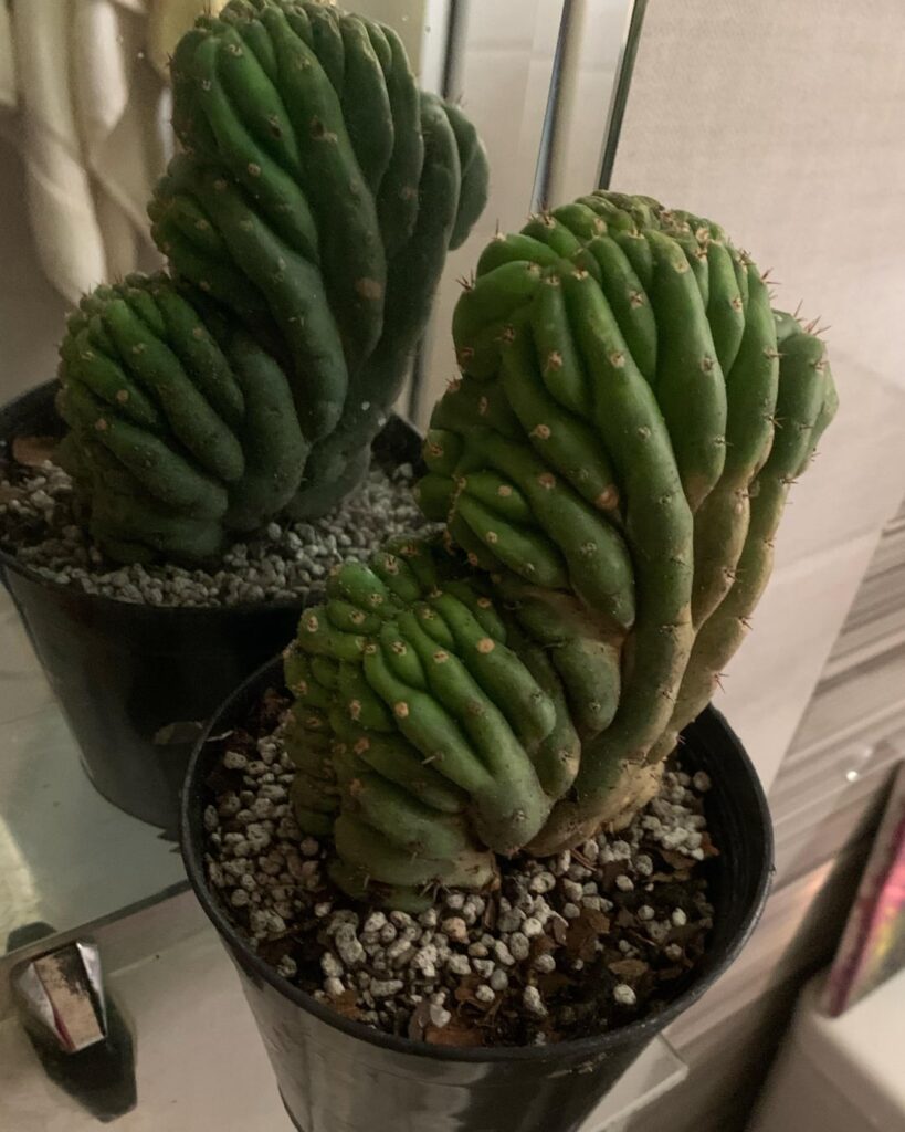 alien came in the mail 2dayski why is it rooting on the side tho?