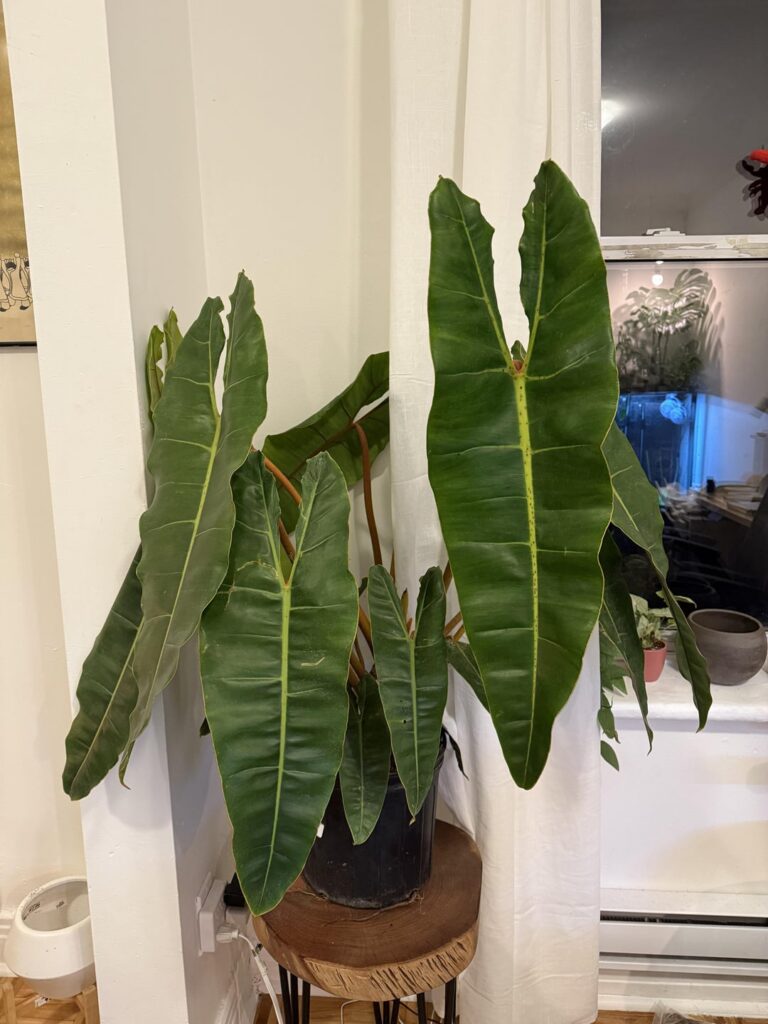 What do I do? My billitiae is blooming!