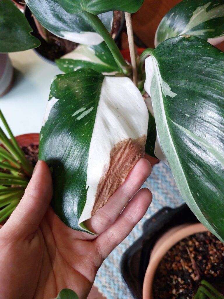 Why is my White Wizard browning at the white leaf parts? Why is my White Wizard browning at the white leaf parts?