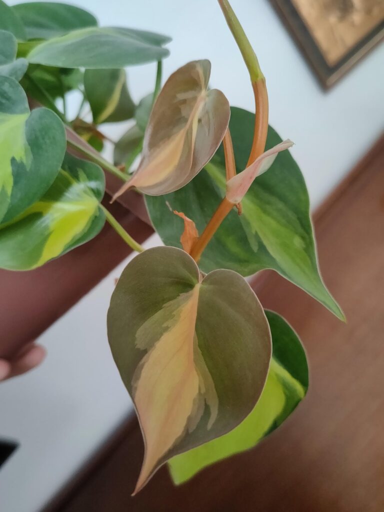 The new leaves and stems have a reddish tint?