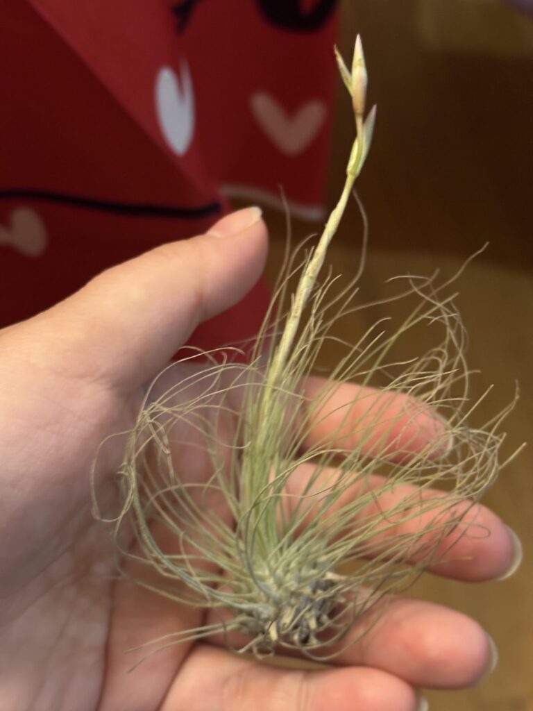 What is this species? What is this species?