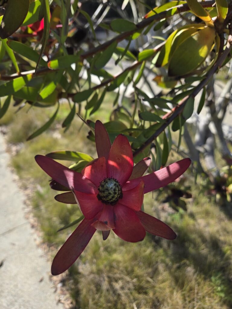 Weird flowering tree