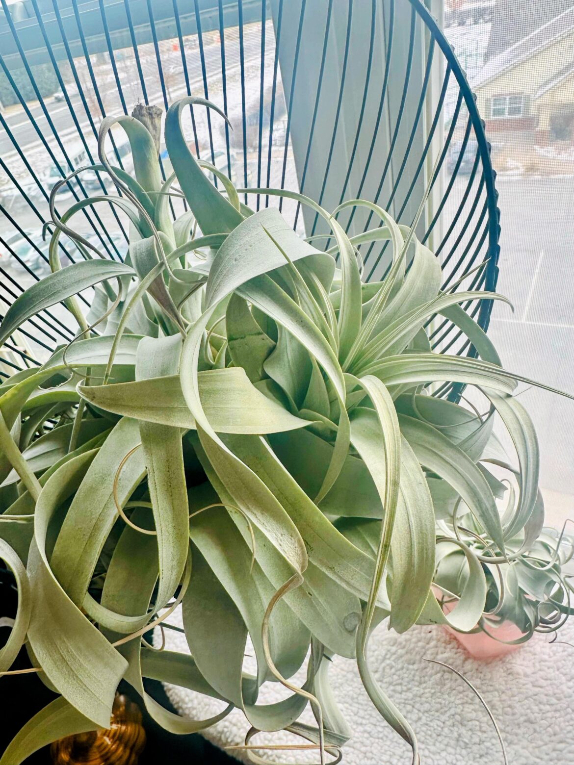 Large Xerographica