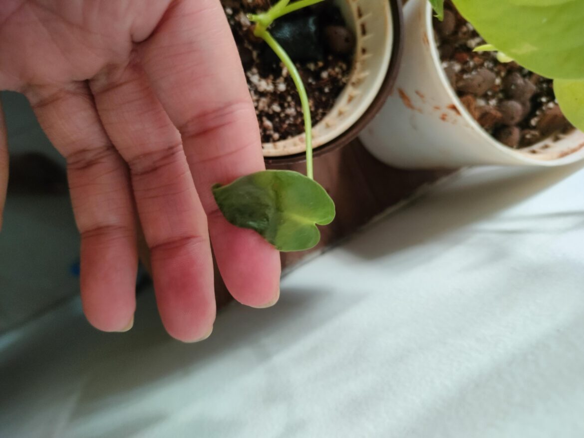 What kind of damage is this on my baby Philosophy Xanadu? What kind of damage is this on my baby Philosophy Xanadu?