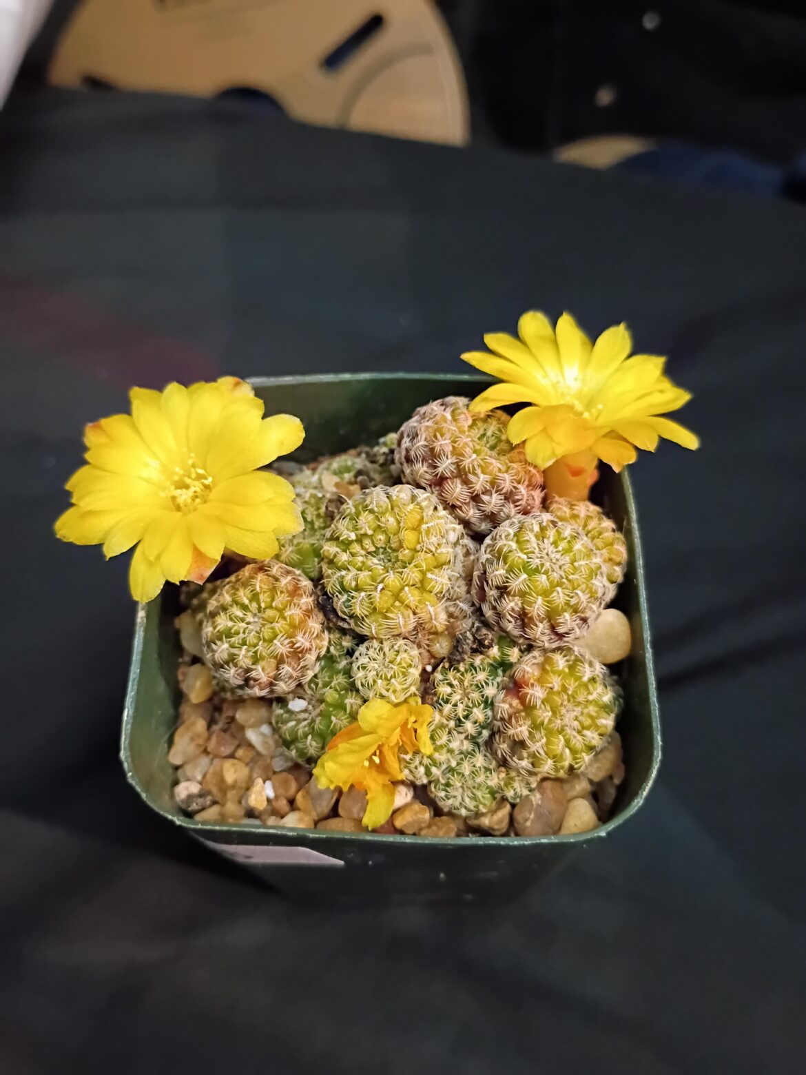 My sulcorebutia langeri bloomed!