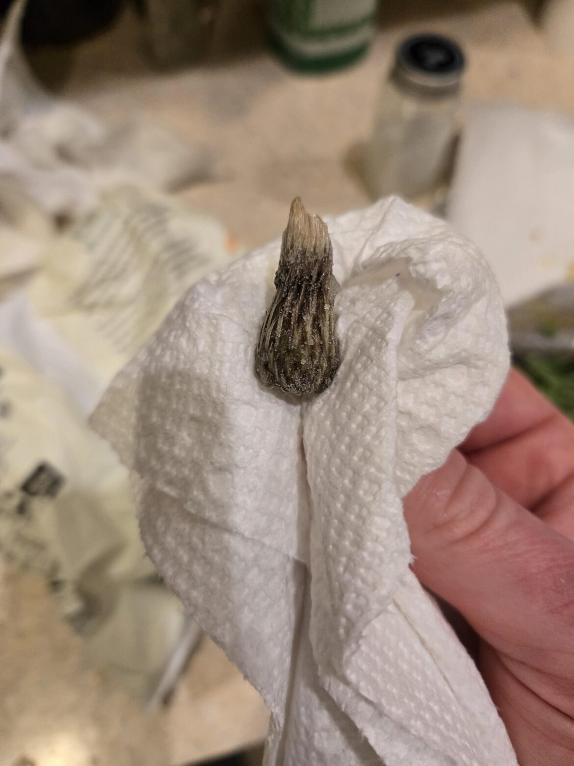 What is this I found in my bag of frozen green beans?